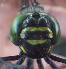 �I�I���}�g���{�ڎʁi�������j