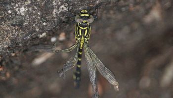 �i�S���T�i�G�H����̐����i�]�ː�j