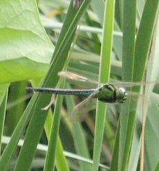 �A�I�����}���āi�����j