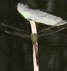 �M�������}���E�P�ƎY���i�����j