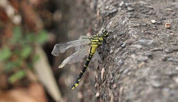 �i�S���T�i�G�i�]�ː�j