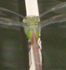 �M�������}���E�P�ƎY���i�����j