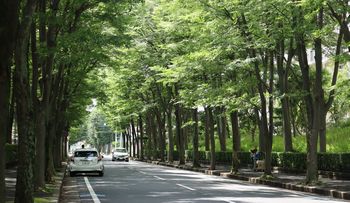 �P���L���؁i�V���ˁj