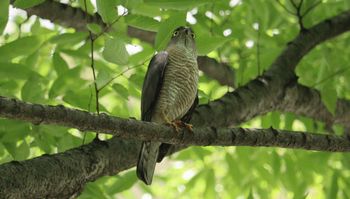 �c�~���i�V���ˁj