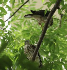 �c�~���i��j�Ɓ��i���j�i�V���ˁj