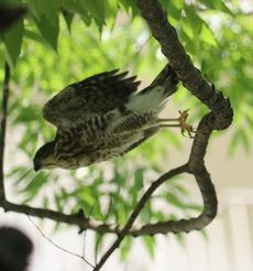 �c�~���i���j�i�V���ˁj