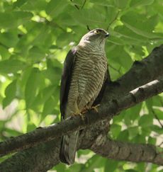 �c�~���i�V���ˁj