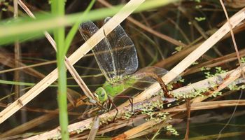 �M�������}���E�P�ƎY���i�����j