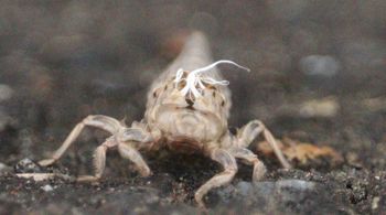 �i�S���T�i�G�H���k�i�]�ː�j