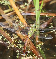 �M�������}���E�P�ƎY���i�����j