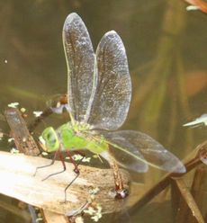 �M�������}���E�P�ƎY���i�����j