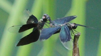 �`���E�g���{����i�����j