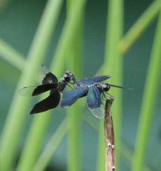 �`���E�g���{����i�����j