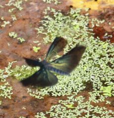 �`���E�g���{���E�Y�����āi�����j