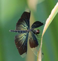 �`���E�g���{���i�����j