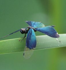 �`���E�g���{���i�����j