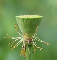 �n�X�̉Ԍ�i�����j