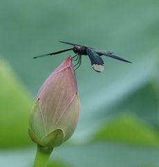 �n�X�̉Ԍ�i�����j