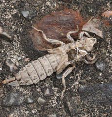 �i�S���T�i�G�H���k�i�]�ː�j