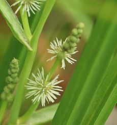 �~�N���i�����j