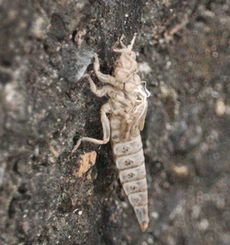 �i�S���T�i�G�H���k�i�]�ː�j