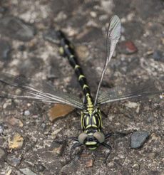 �i�S���T�i�G�H����̐����i�]�ː�j