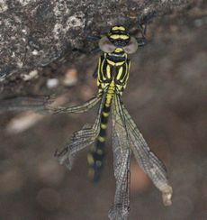 �i�S���T�i�G�H����̐����i�]�ː�j