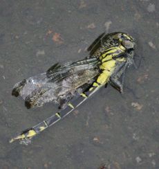 �i�S���T�i�G�H����̐����i�]�ː�j