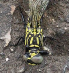 �i�S���T�i�G�H����̐����i�]�ː�j