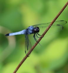 �I�I�V�I�J���g���{�i�ÊԖ؁j