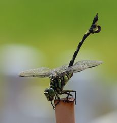 �E�`�������}�i�ÊԖ؁j