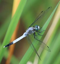 �V�I�J���g���{�i�ÊԖ؁j