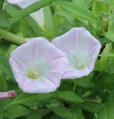 �q���K�I�i�ÊԖ؁j