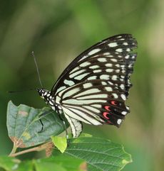 �A�J�{�V�S�}�_���Y���i�ÊԖ؁j