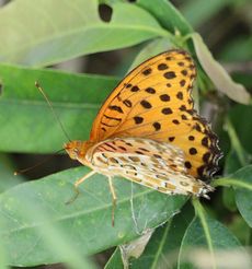 �c�}�O���q���E�����i�ÊԖ؁j