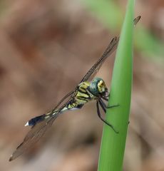 �V�I�J���g���{���i�ÊԖ؁j