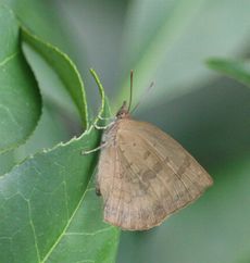 �����T�L�V�W�~�i�ÊԖ؁j