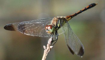 �m�V���g���{�i�s��J�j