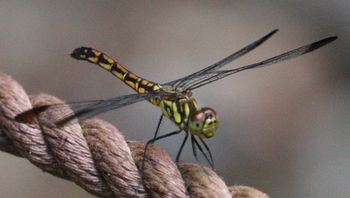 �R�m�V���g���{�i�s��J�j