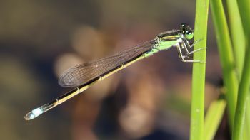 �A�I�����C�g�g���{�i�]�ː�j