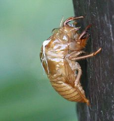 �Z�~�H���k�E�q�O���V�i�s��J�j