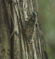 �q�O���V�i�s��J�j