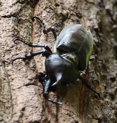 �q�O���V�i�s��J�j