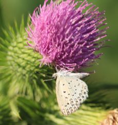 �A�U�~�ƃ��}�g�V�W�~�i�s��J�j