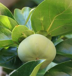 �J�L�i�s��J�j