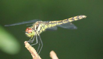 �R�m�V���g���{�i�ÊԖ؁j