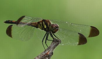 �m�V���g���{�i�����j