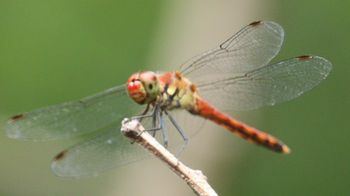 �i�c�A�J�l�i�����j