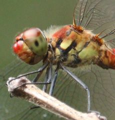 �i�c�A�J�l���i�����j