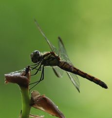 �R�m�V���g���{���i�����j